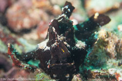 BD-151226-Dauin-0446-Antennarius-commerson.-(Lacepède.-1798)-[Commerson's-frogfish].jpg